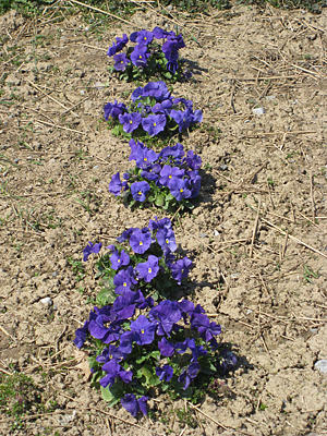 pansy mulched